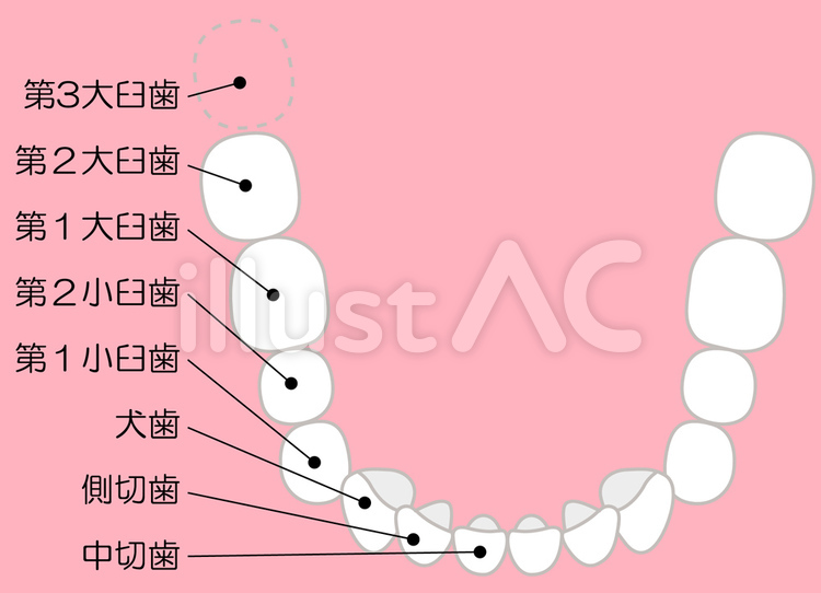 歯の名称 歯,構造,説明のイラスト素材