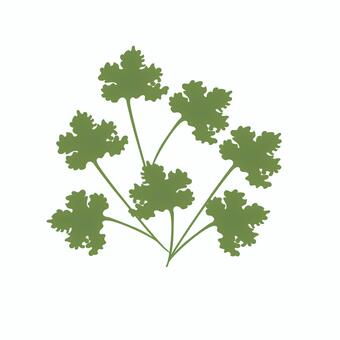 Illustration, parsley, coriander, spices, 