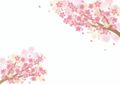 桜の背景3 横構図