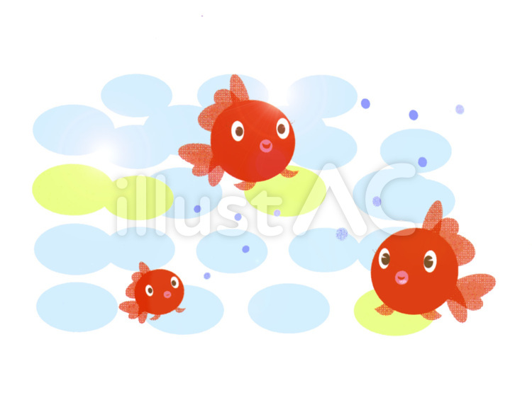 きんぎょ キンギョ,金魚,涼しいのイラスト素材