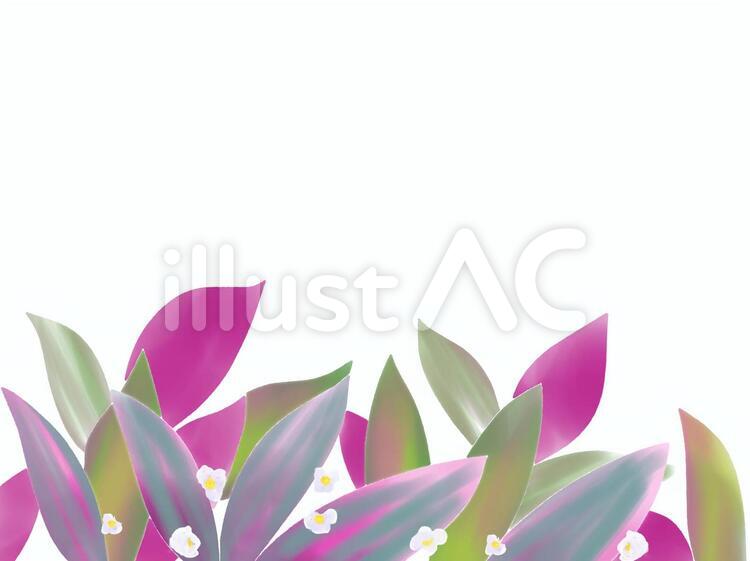 紫万年青 ムラサキオモト 花イラスト No 無料イラストなら イラストac