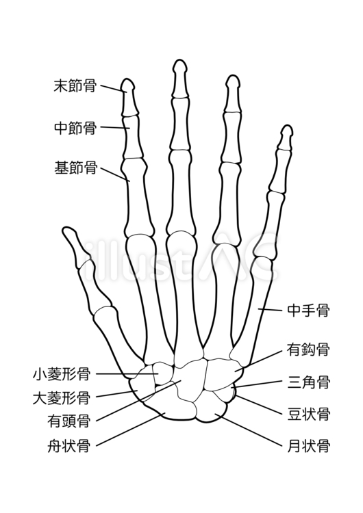 骨格　手　背側 末節骨,中節骨,基節骨のイラスト素材