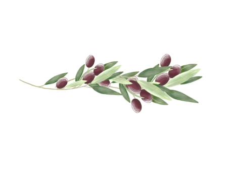 熟したオリーブの枝 オリーブ,完熟,枝,食材,食べ物,植物,ボタニカル,手描き,実,赤のイラスト素材