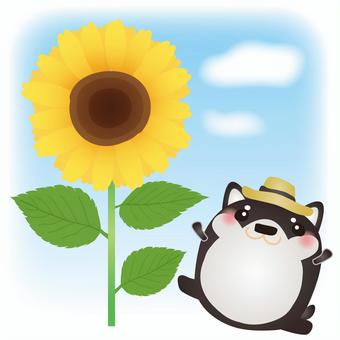 Kuroshiba Sunflower, , JPG, PNG and AI