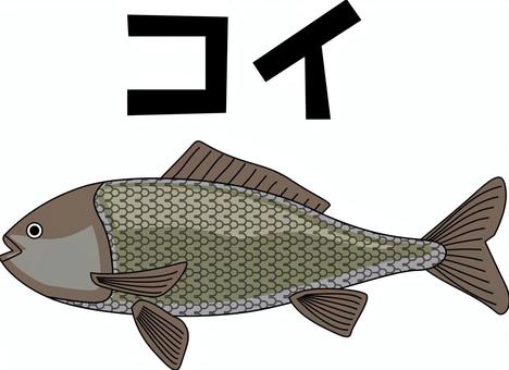コイ コイ,淡水魚,泳ぐ,食用,食材,新鮮,カタカナ,線画のイラスト素材