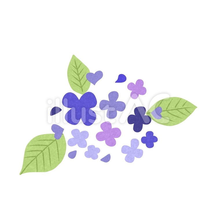 アジサイ2 アジサイ,花,植物のイラスト素材