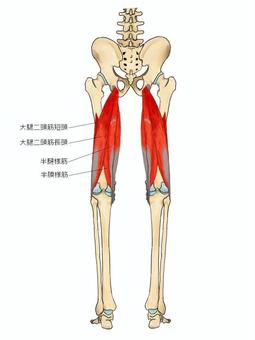 ハムストリングスのイラスト 大腿二頭筋,ハムストリングス,半膜様筋,半腱様筋,筋,筋肉,ガイコツ,解剖,骨,モデルのイラスト素材