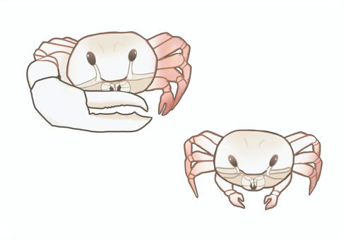 ハクセンシオマネキ カニ,ハクセンシオマネキ,絶滅危惧種,オス,メスのイラスト素材
