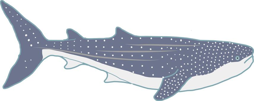 Whale shark, un requin, requin baleine, poisson, JPG, PNG and AI