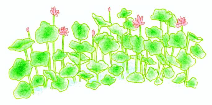 蓮花 5支彩色鉛筆, JPG 蓮花 5支彩色鉛筆, 蓮花, 植物, 夏天, JPG