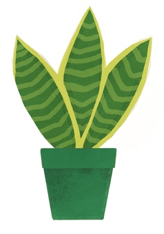 サンセベリアさん サンセベリア,観葉植物,園芸,鉢,癒しのイラスト素材