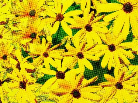 Jerusalem artichoke Jerusalem artichoke