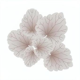 Heuchera Silver, huquera, coral bells, dolce, JPG, PNG and AI