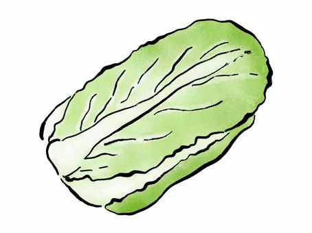 丸ごと白菜 白菜,野菜,食べ物,筆絵,墨,水彩,挿絵,和風のイラスト素材