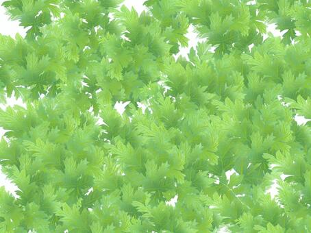 Acanthus leaf 2, JPG and PNG Acanthus leaf 2, , JPG and PNG