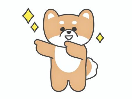 両手で指を指すかわいい柴犬のキャラクター 柴犬,豆柴,犬,指差し,キラキラ,方向,左,全身,キャラクター,笑顔のイラスト素材