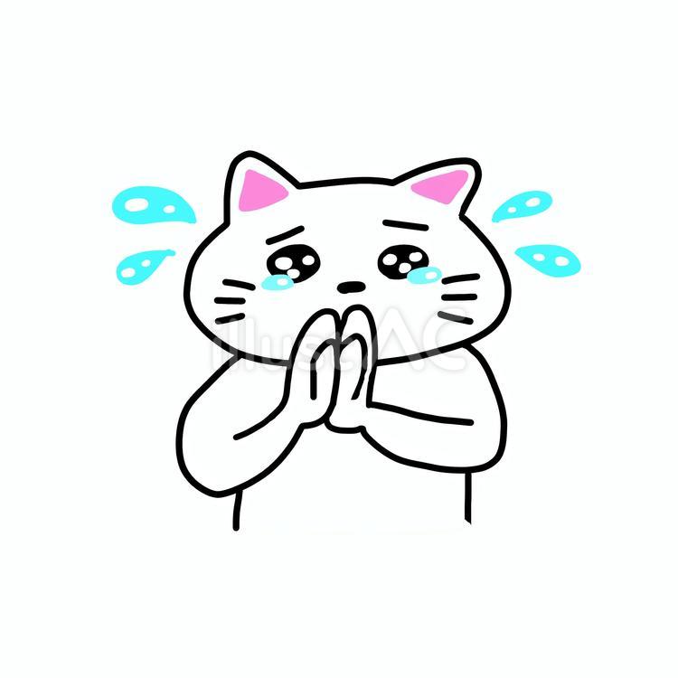 泣きながら謝る白猫 ねこ,白猫,動物のイラスト素材