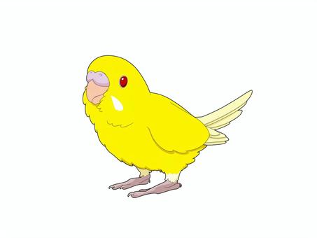 セキセイインコルチノー 鳥,インコ,セキセイインコ,手乗り,ペット,かわいい,ルチノー,無料,フリー,黄色のイラスト素材