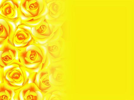 Yellow Panic, rose, gorgeous, yellow, JPG