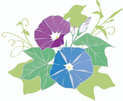 Illustration of morning glory, morning glory, flower, summer flowers, JPG, PNG and AI