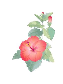 Hibiscus_2, Hibiscus_2, kembang, waru, mangsa panas,