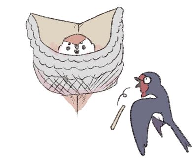 ツバメの巣を乗っ取ったスズメ スズメ,可愛い,小鳥,乗っ取り,ツバメの巣のイラスト素材