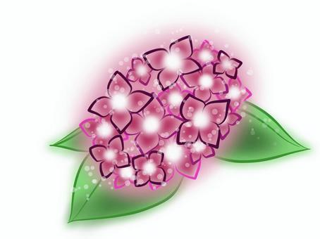 Hydrangea B, hydrangea, hydrangea, june, JPG and PNG