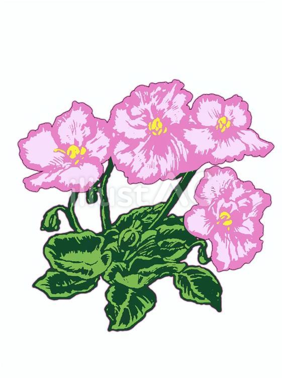誕生花(６月２２日) 花,セントポーリア,誕生花のイラスト素材