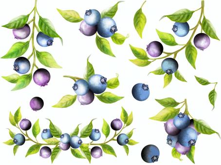 Blueberry material set, blueberry, berry, leaf, JPG and PNG