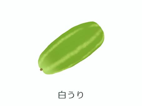 うり（白うり）野菜名入り うり,白うり,浅漬け,塩漬け,瓜,酢の物,皮,カリウム,夏,5月のイラスト素材