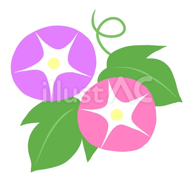 朝顔 朝顔,花,夏のイラスト素材