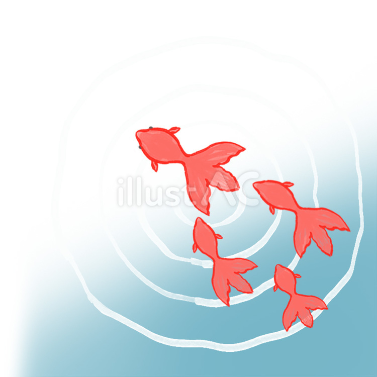 金魚と水面 金魚,水面,和風のイラスト素材