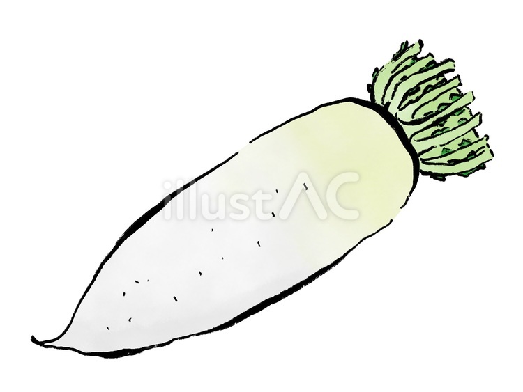 丸ごと大根 大根,野菜,食べ物のイラスト素材