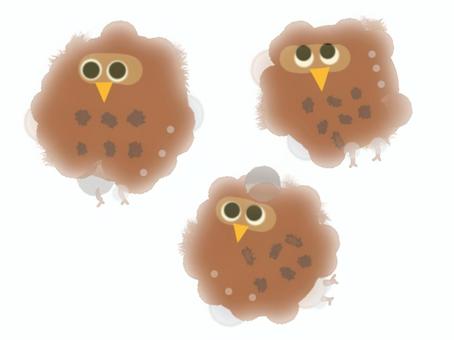 Brown owl 2, , JPG and PNG