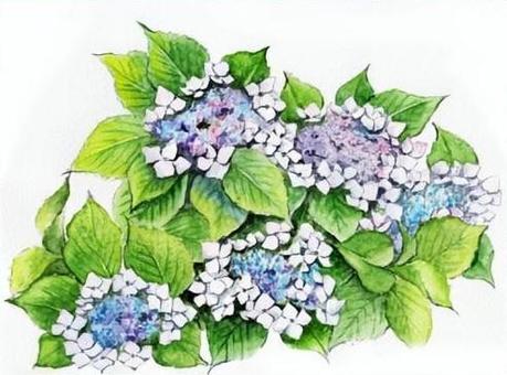 ガクアジサイ ガクアジサイ,額紫陽花,花,アジサイ,梅雨,紫陽花,植物,綺麗,美しい,癒されるのイラスト素材