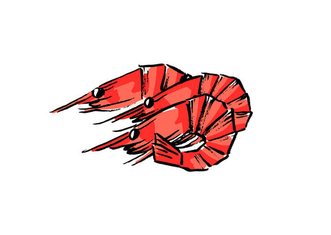 海老のイラスト 筆,筆ペン,手書き,おせち,お節,海老,赤海老,お祝い,芝海老のイラスト素材