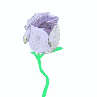 トルコキキョウのつぼみ トルコキキョウ,パープル,一本,つぼみ,茎のイラスト素材