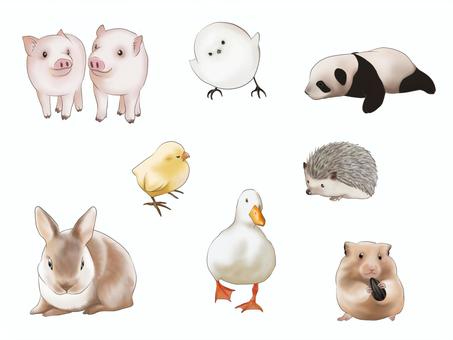 Illustration, animal, set, pig, 