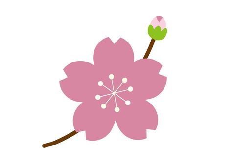 桜のイラスト 桜,つぼみ,春,花,植物,ピンク,チェリーブロッサム,挿絵,シンプル,イラストのイラスト素材