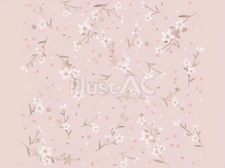 桐の花 春,花,花見のイラスト素材
