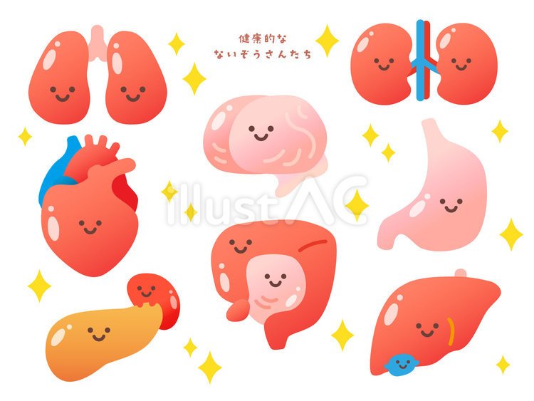 健康的なないぞうさんたち 内蔵,臓器,心臓のイラスト素材