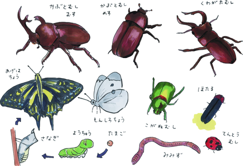 手書き_虫 虫,昆虫,カブトムシ,クワガタ,アゲハチョウ,モンシロチョウ,蝶,コガネムシ,黄金虫,蛍のイラスト素材
