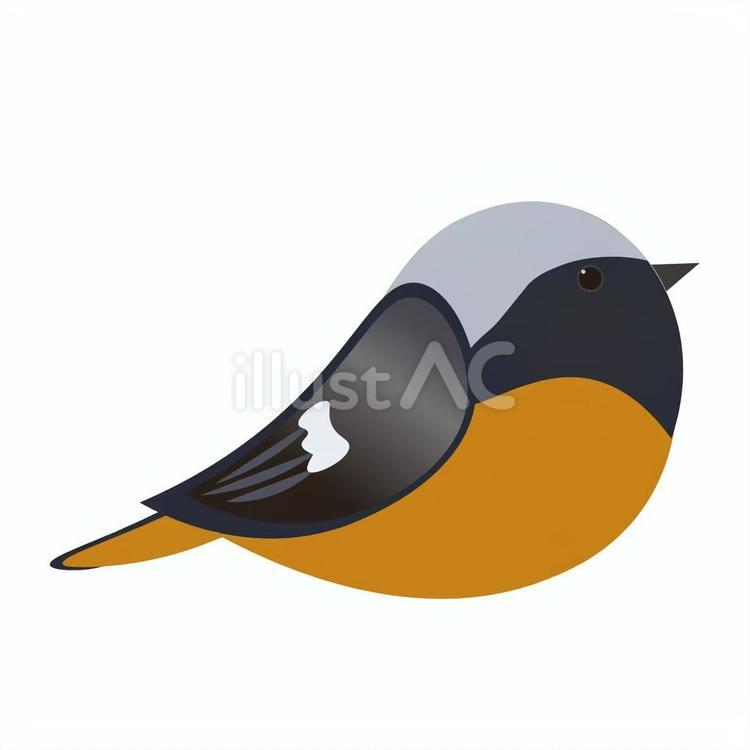 ジョウビタキ　横向き ジョウビタキ,小鳥,野鳥のイラスト素材