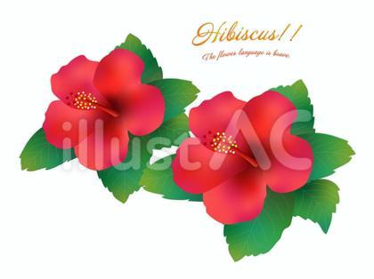 ハイビスカスの花2