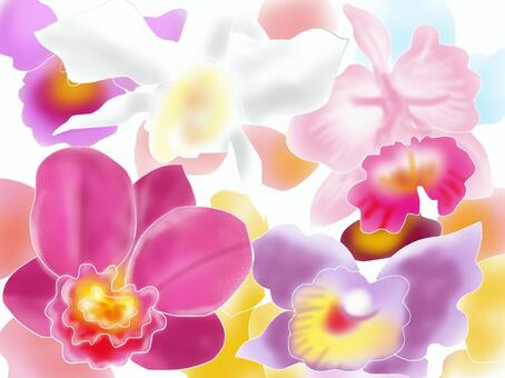 Cattleya (run), JPG Cattleya (run), cattleya, flower, run, JPG