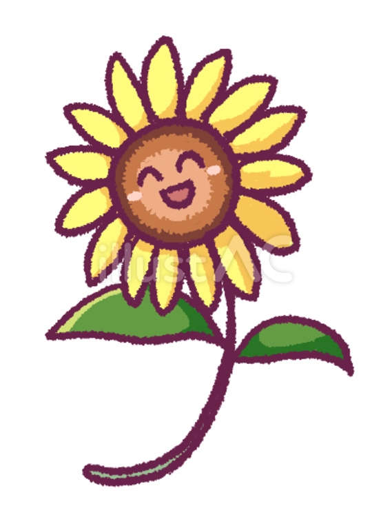 ヒマワリの手描きイラスト ひまわり,花,夏のイラスト素材