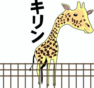 キリン キリン,首,長い,動物園,柵,顔,近づく,かわいい,アップ,カタカナのイラスト素材