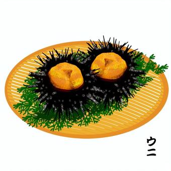 Illustration, deniz kestanesi, deniz ürünleri, derisidikenli, 