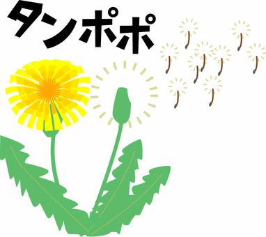 タンポポ タンポポ,花,黄,道端,わた,種,飛ぶ,シンプル,カタカナ,イメージのイラスト素材
