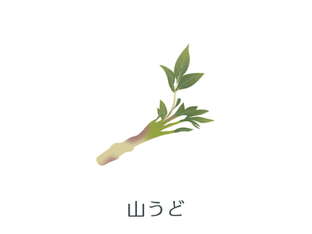 うど（山うど）野菜名入り うど,山うど,春,山菜,食材,野菜,和食,天ぷら,煮物,和え物のイラスト素材